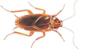 Cucaracha Americana