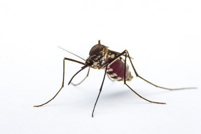 Mosquito Aedes aegypti