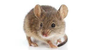 Ratón Doméstico